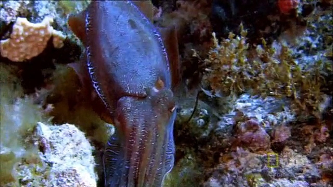 World of Survival**-Cuttlefish-Camouflage**Best-Must-See