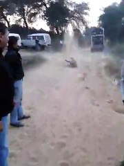 The species of snakes meet only in India-serpent Dance