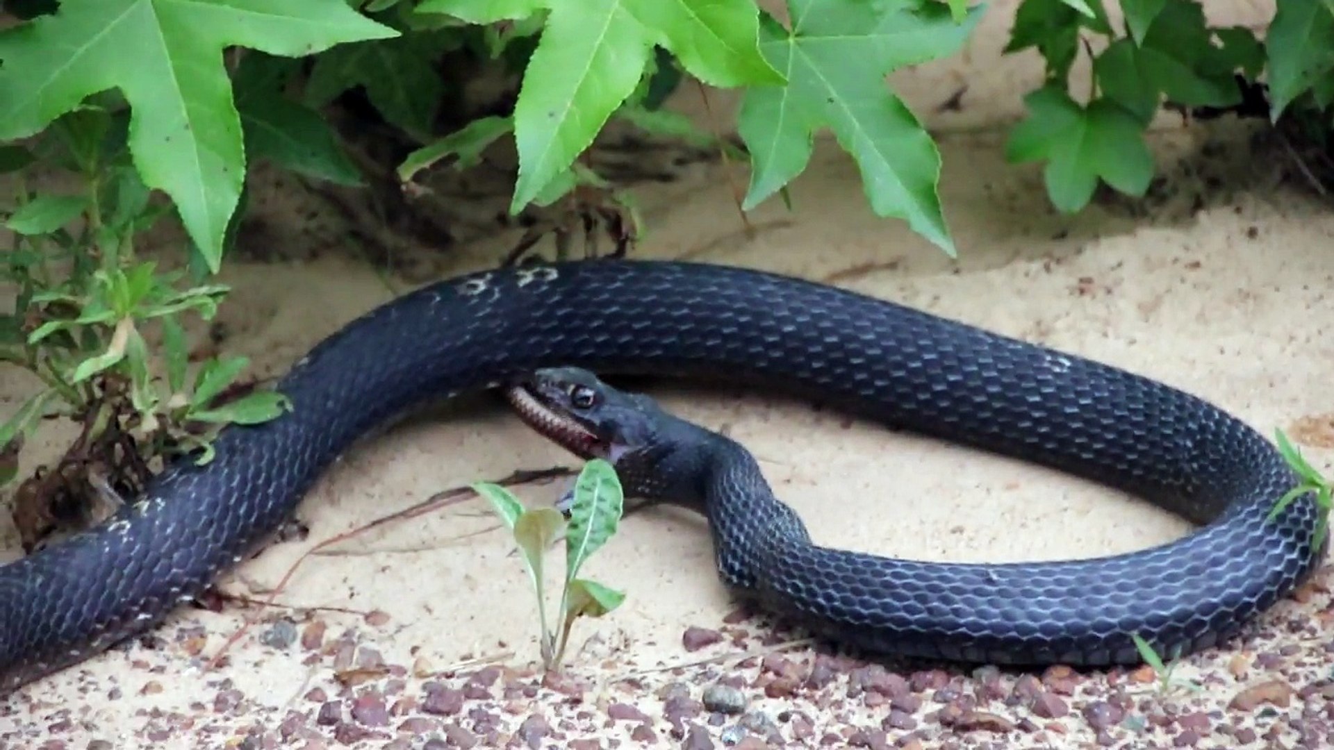 ⁣Snake Regurgitates Live Snake