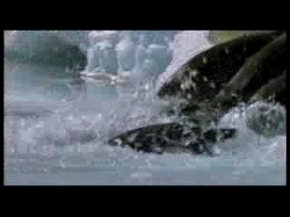 La marche de l'empereur : Bande Annonce