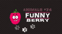 Funny cats,  funny dogs, cute animals - Animal Compilation June 2017_ Funny Berry Animals #74