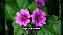 MALVA opss3.com 대구건마 오피쓰 대구오피