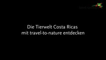 Costa Rica - Der Quetzal-CHsWr2A5G9o