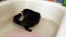 Funny Cats Enjoying Bath _ Cats That LOVE Water Compilation