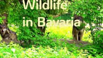Beautiful wildlife in the Bavarian Forest  - Die Tierwelt im Bayrischen Wald-WvL2BVWKTs0