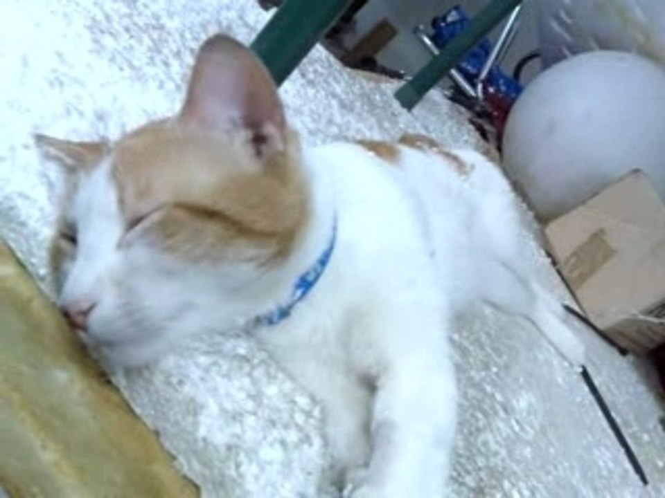 Gato sobando