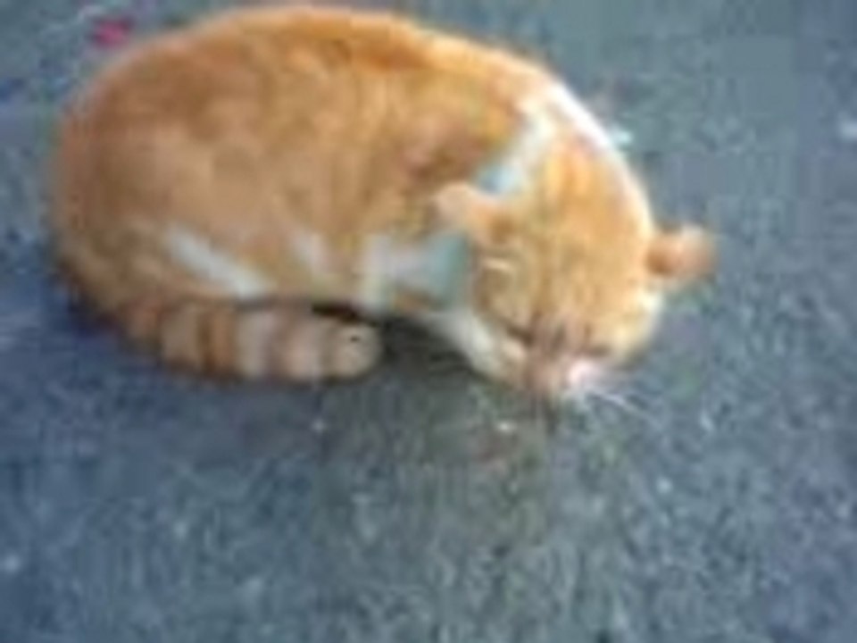 chat