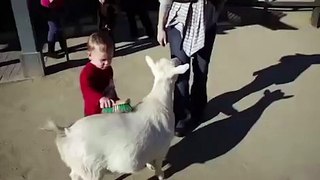 Le pet bruyant d’une chèvre flanque une peur bleue à un petit enfant.