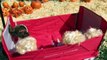 Baby Alive Goes To PUMPKIN PATCH! - Picks Out Pumpkins! - Baby Alive Halloween