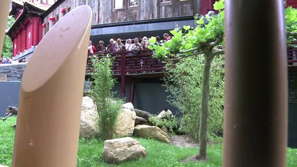 A nova morada dos pandas chineses