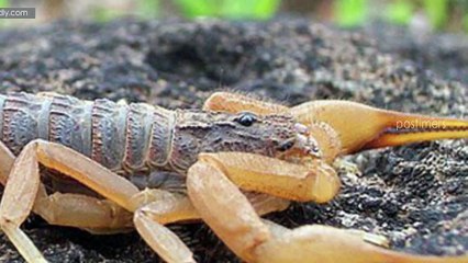 Top 10 Most Dangerous Scorpions In The World