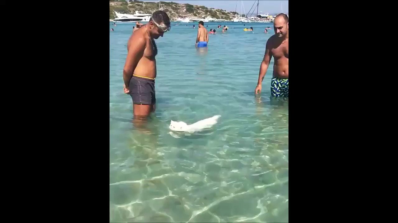 Qui a dit que les chats n'aimaient pas l'eau