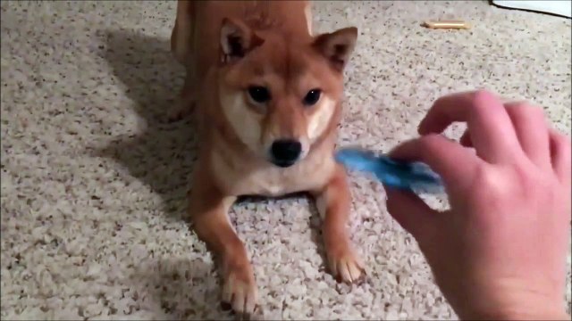 Ce chien déteste les hands spinners !