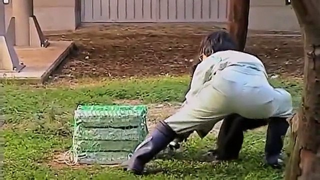 NOVA APE GENIUS Discovery Science Animals (documentary)