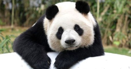 Sevimli Pandayı Elektrik Çarptı, O Anlar Hem Üzdü, Hem Güldürdü!