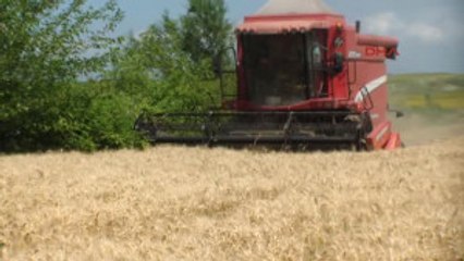 Osmaniye Buğdayda Rekolte Yüksek