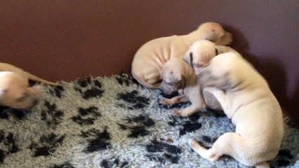 petit lévrier italien