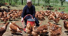 Moldovalı Gelin Muş'ta Tavuk Çiftliği Kurdu