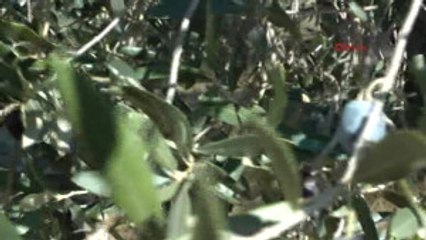 Balıkesir Zeytin Üreticisi ve Sektörü Tedirgin-tekrar