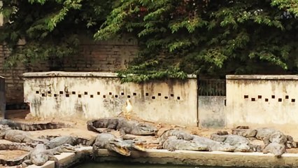 Une poule au milieu des crocodiles