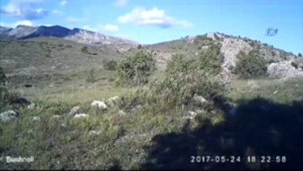 Foto Kapana Takılan Yaban Hayvanları Belgesellik Görüntüler Ortaya Çıkardı