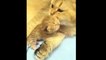 Kittens Talking and Playing with their Moms Compilationdsa _ Cat mom hugs baby kit