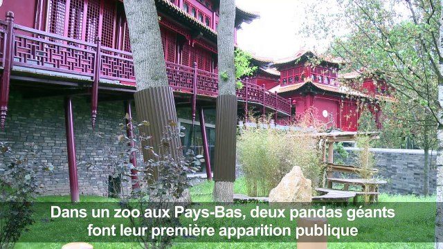 Pays-Bas: deux pandas géants font leurs premiers pas