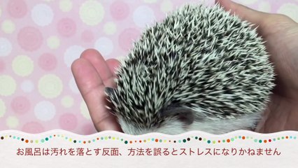 店橋憲一の気になるハリネズミシリーズ3