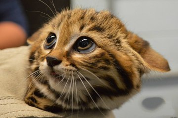 Funny Cats Compilation 2017 Cat Fails 2017 Funny Pets 2017 #15