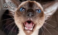 Funny Cats Compilation 2017 Cat Fails 2017 Funny Pets 2017 #12