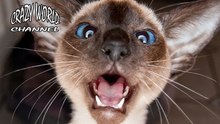 Funny Cats Compilation 2017 Cat Fails 2017 Funny Pets 2017 #12