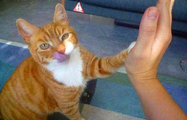 Funny Cats Compilation 2017 Cat Fails 2017 Funny Pets 2017 #13