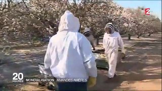 Abeilles - le déclin touche désormais les États-U