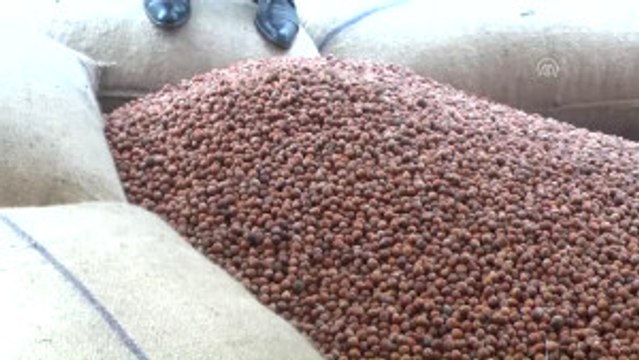 TMO Fındık Üreticisinin Yüzünü Güldürdü