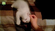 Cute Kittens  Funny Cats Playing [Epic Laughs]