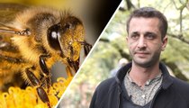 Quels insectes pollinisateurs sont les plus menacés ?