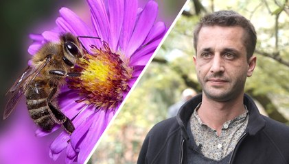 Comment les insectes pollinisent-t-ils les plantes ?