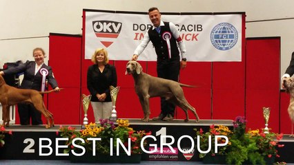 H'ASICS Brille à Innsbruck 2016 🐾 : Championne Weimaraner Éblouissante