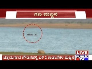 Chitradurga: 2 Wild Elephants Found Bathing In Vani Vilas Backwaters