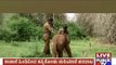 Tamil Nadu: Baby Elephant Roaming In The Forest Seperated From Herd Rescued By Forest Dept.
