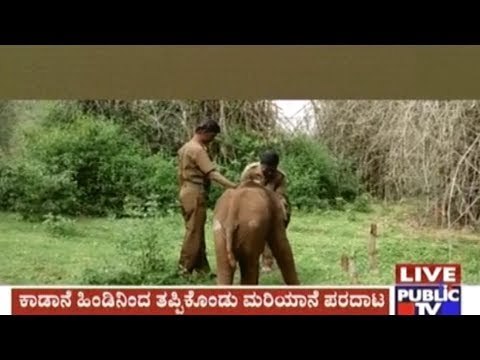 Tamil Nadu: Baby Elephant Roaming In The Forest Seperated From Herd Rescued By Forest Dept.