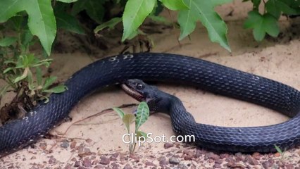 Snake eating snake - ヘビを食べるヘビ - साँप खाने साँप