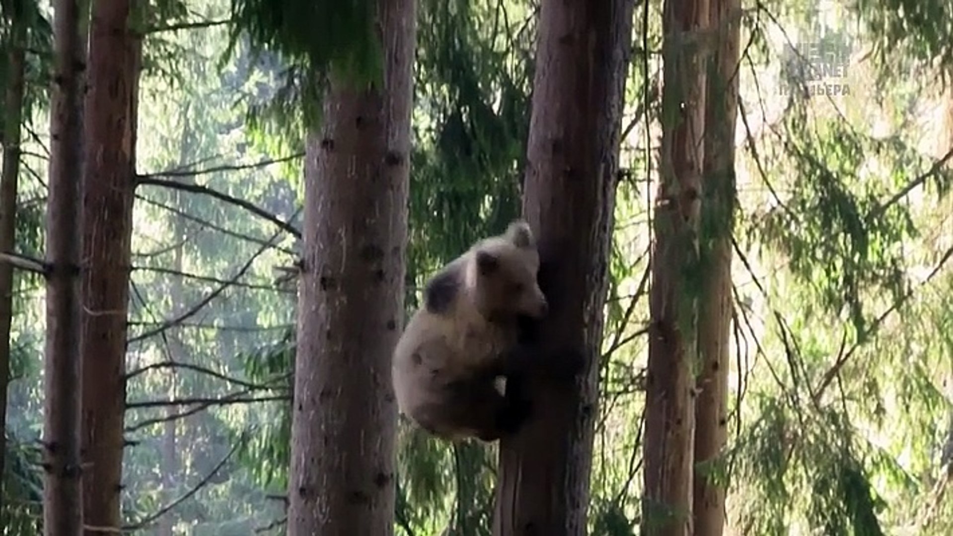⁣Wild.Animal .Rescue.E03. -[Animal Planet]-