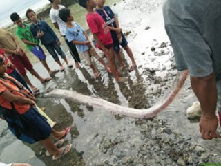 Si ves a este extraño pez en la superficie: CORRE!