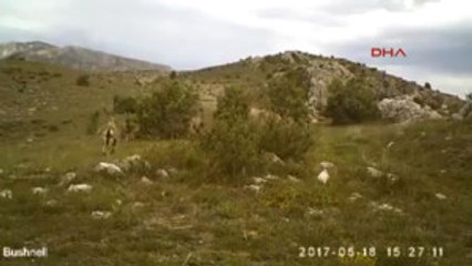 Giresun'da Yaban Hayatından Farklı ve Güzel Görüntüler