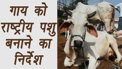 Rajasthan HC Recommends centre to declare cow as national animal| वनइंडिया हिंदी