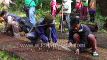 Bat Killing Festival in Arunachal Pradesh, India