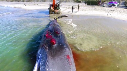 Sperm whale beaches itself in New Zealand