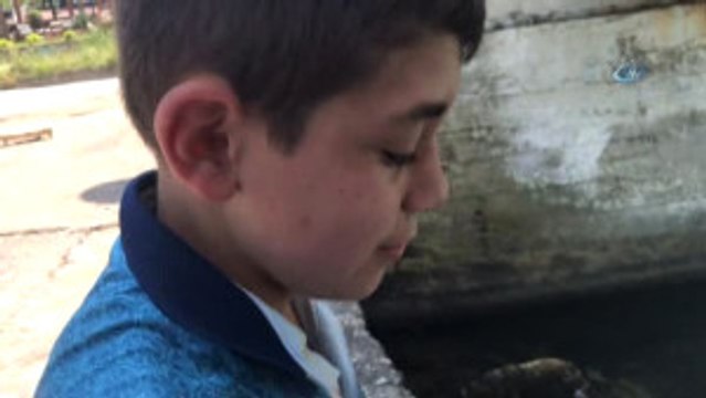 Barınağa Giren Yunus Balığı Öldü