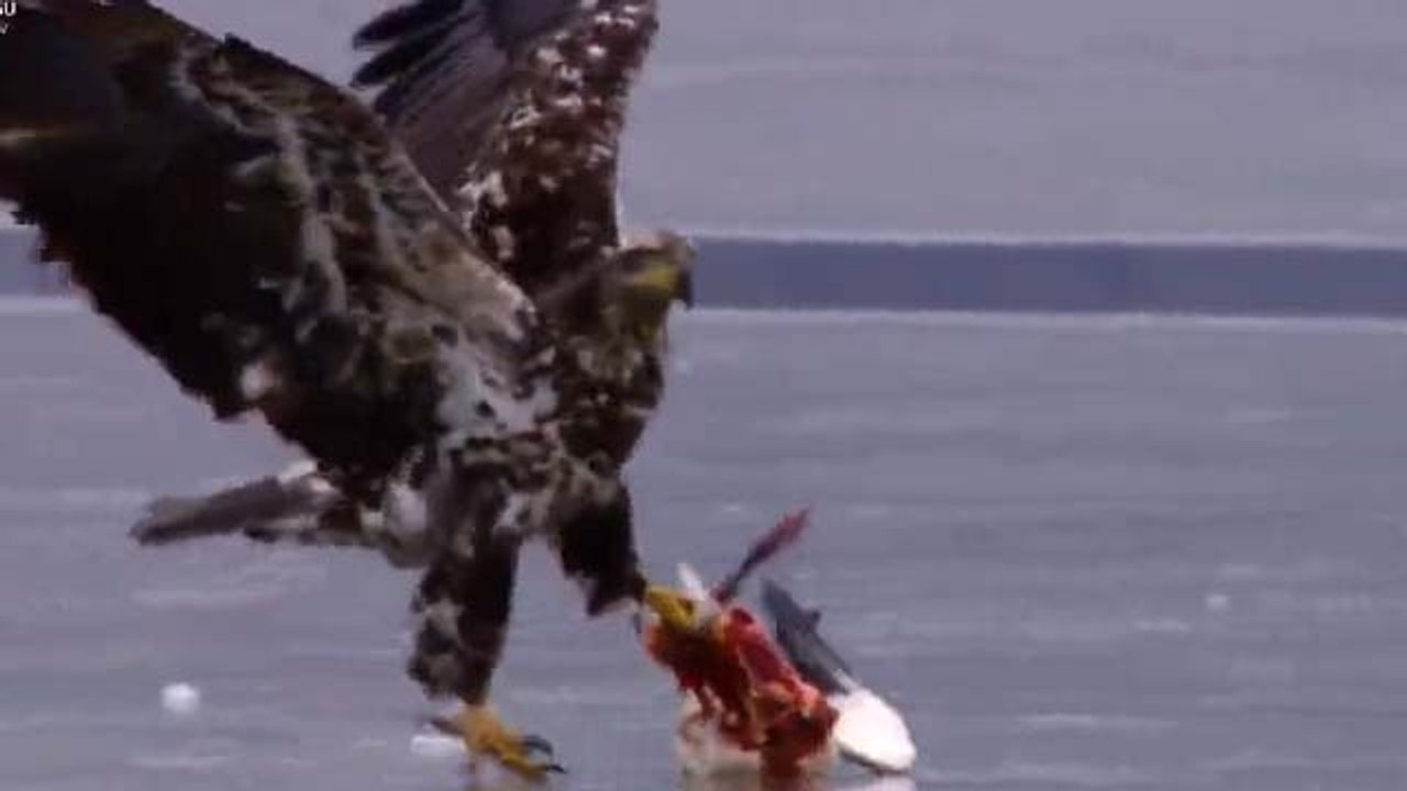 Kel Kartallar & Kar Kazları